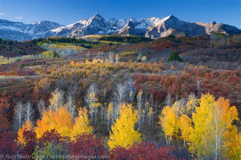 Autumn colors, Dallas Divide | San Juan Mountains, Colorado. | Photos by Ron Niebrugge