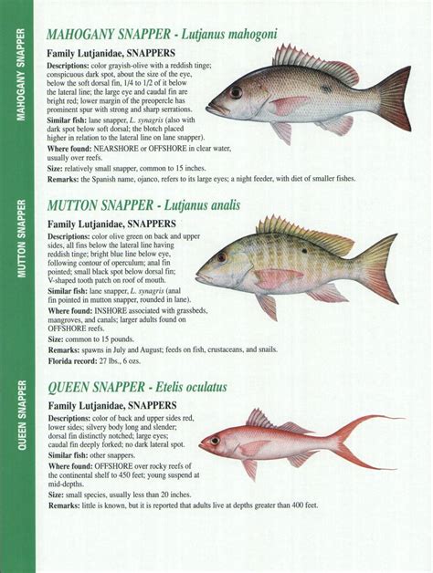 Crystal River Fishing Report: Florida Gulf Fish Identification Charts