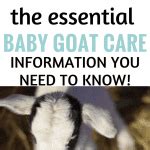 Guide to Baby Goat Care - Boots & Hooves Homestead