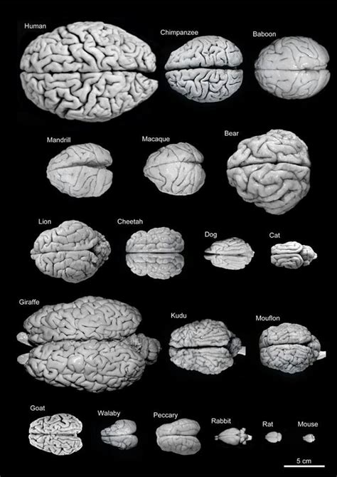 Brains of different species | Brain science, Brain size, Brain anatomy