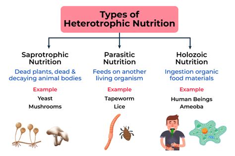 Heterotrophic Nutrition - Definition, Types, Examples and FAQs