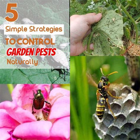 Safe and Effective Ways of Natural Pest Control | Garden pests, Natural pest control, Garden ...