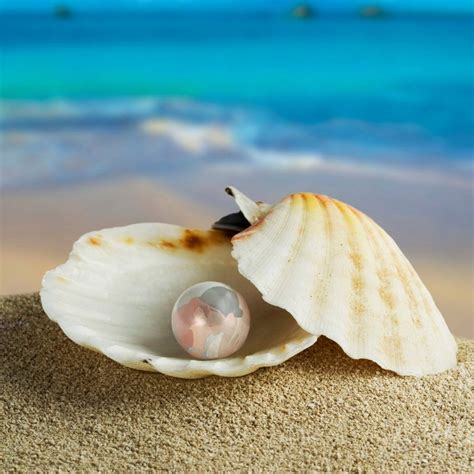 Pin by Rebecca on Disney | Pearls, Sea shells, Shells