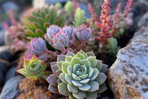 How to Successfully Plant Artificial Succulents: A Step-by-Step Guide ...