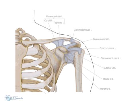 Ligaments - Well Practiced Pitching Motion