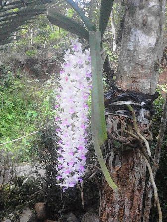 Pesona Indah Bunga Anggrek Hutan - KemejingNet