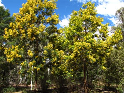 Brisbane Adventures: What a load of Wattle!