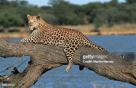 7,992 African Jungle Animals Stock Photos, High-Res Pictures, and ...