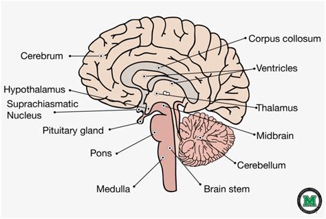 Midsagittal View Of The Brain Labeled