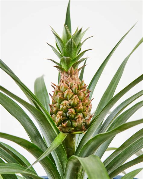 Buy Potted Bromeliad Pineapple Indoor Plant | Bloomscape