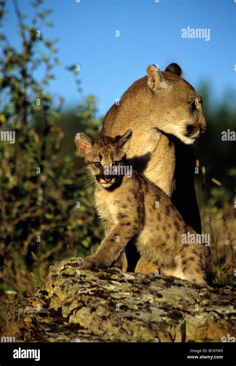 Mountain lion cub and female mother in the sun Kalispell Montana Stock ...