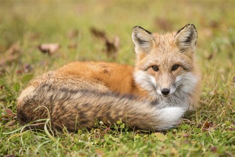 The Sierra Nevada Red Fox, One Of North America’s Rarest Mammals, Gains Endangered Species Act ...