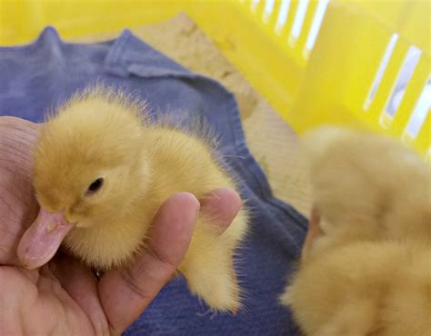 Behind the Scenes with the Ducklings at Metzer Farms - Fresh Eggs Daily® with Lisa Steele