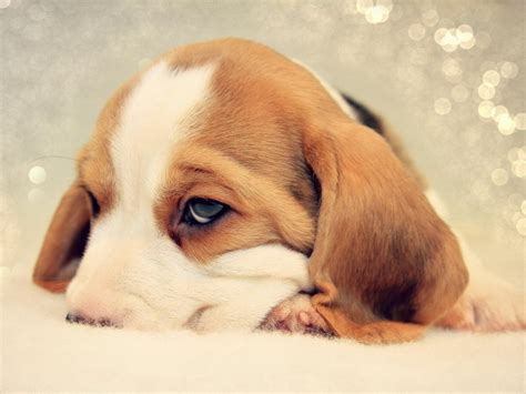 Sad beagle puppy nuzzled in bed wallpapers and images - wallpapers ...