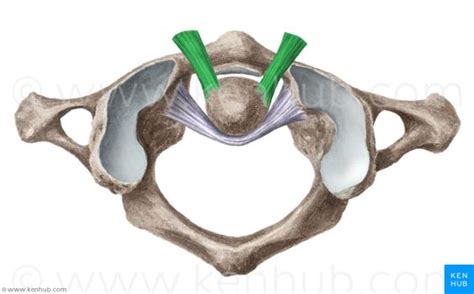 Ligamenta alaria (Alar ligament) | Medizin | Pinterest