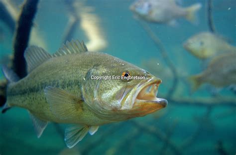 Largemouth Bass | Engbretson Underwater Photography