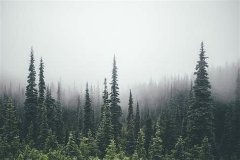 pine trees, Forest Wallpaper | Forest wallpaper, 1920x1200 wallpaper ...