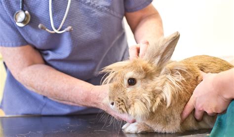 Marlow Vets - Veterinary Care for your Rabbit