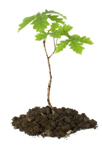 Oak Sapling Stock Photo - Download Image Now - iStock