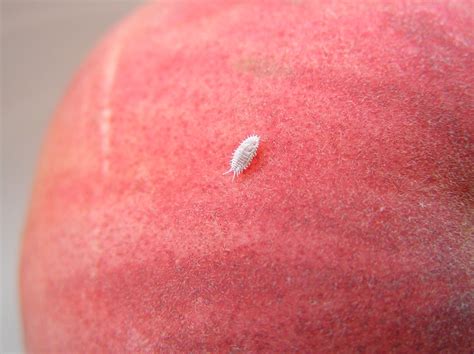 little white bug exploring a peach | starlajo | Flickr