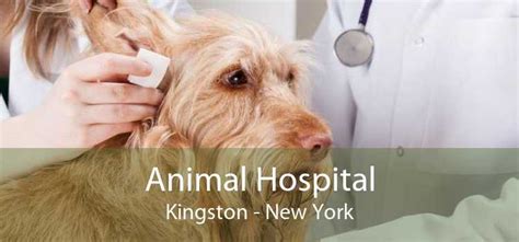 Animal Hospital Kingston - Small, Affordable, And Emergency Animal Hospital