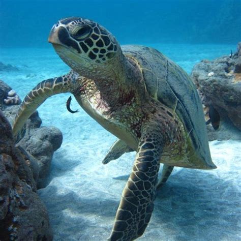 Hawaii Sea Turtle trip @Four Winds Maui | Sea turtle wallpaper, Sea turtle, Sea turtles hatching