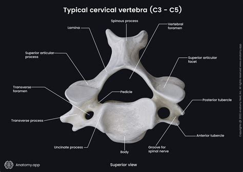 Typical Cervical Vertebra