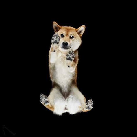 How Photographers Have Elevated Pet Photography Into an Art Form