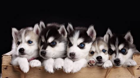 Funny Puppies Desktop Backgrounds HD – Cute Wallpapers 2023