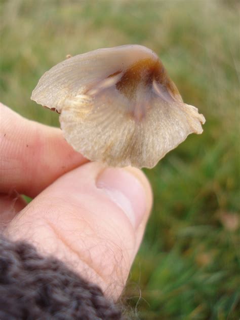 Shroomery - Psilocybe semilanceata