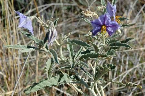 Solanum elaeagnifolium