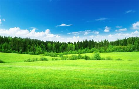 Wallpaper green, Nature, Field, Grass, Forest, tree, Forest for mobile and desktop, section ...