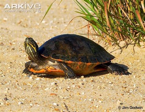 Pin on Terrapins, Tortises, Turtles