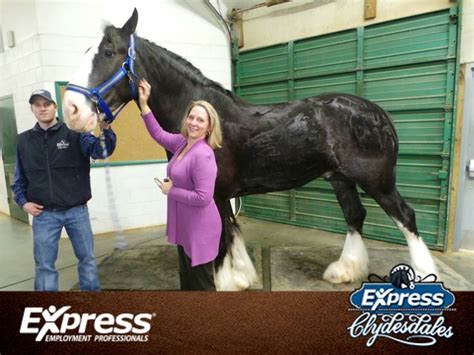 Clydesdales – LaunchWakeForest