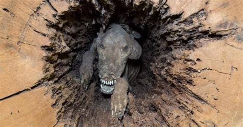 10 Amazing Mummified Animals We Have Found - Listverse