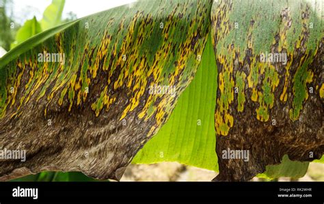 Banana crop disease hi-res stock photography and images - Alamy