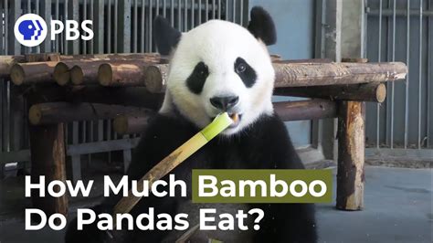 コレクション baby panda pictures of pandas eating bamboo 327161 - Bestpixtajpmruc