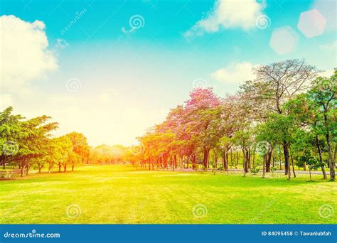 Trees and Grass Field in Sunset with Light. Nature Background Stock Photo - Image of landscape ...