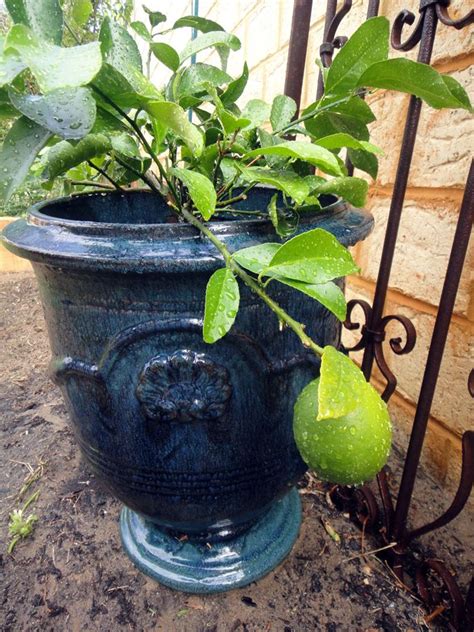 My lovely pot and "lottsa Lemons " miniature lemon tree Lemon Tree ...