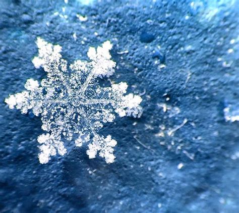 Magic Of Snow: I Try To Capture A Perfect Snowflake | Bored Panda