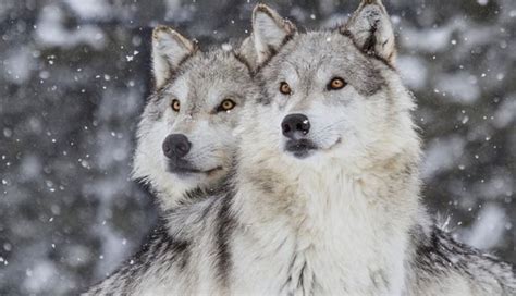 Amazing wolf photos — Steemit