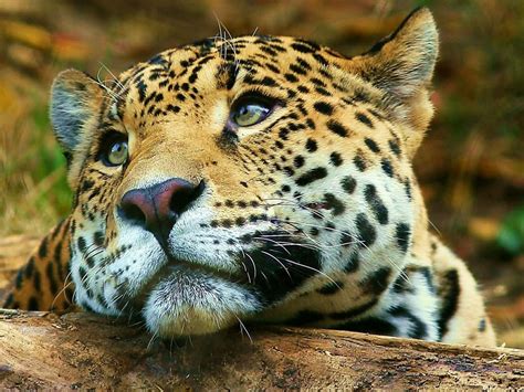 Jaguar Animal Facts