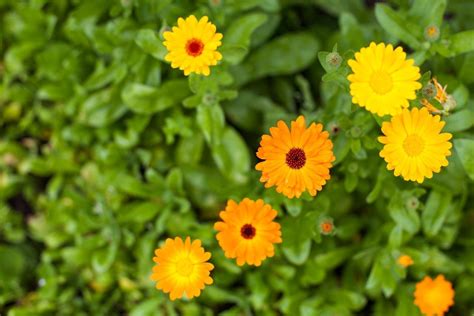 Common Calendula Varieties: Choosing Different Calendula Plants For The Garden