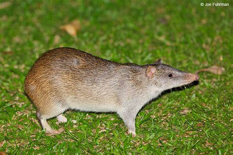 Northern Brown Bandicoot – Joe Fuhrman Photography