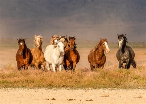 American Wild Horse Coalition Calls on Biden’s Interior Dept. to Freeze ...