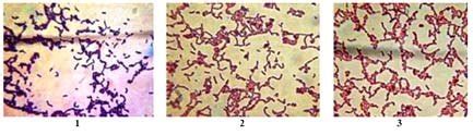 Morphology of Lactobacillus strains under light microscope after Gram¼s ...