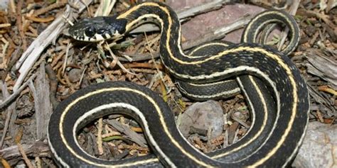 Common Garter Snake In Texas | Fasci Garden