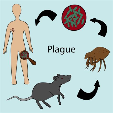 Bubonic Plague Illustrations Stock Photos, Pictures & Royalty-Free Images - iStock