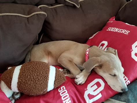 He knows who his team is! : r/sooners