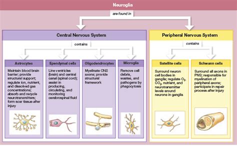 An Introduction to Neuroglia illustrating the functions of astrocytes, ependymal cells, olig ...